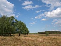 NL, Drenthe, Westerveld, Holtveen 11, Saxifraga-Hans Dekker